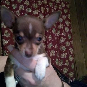 Meet your Posher, Marilyn